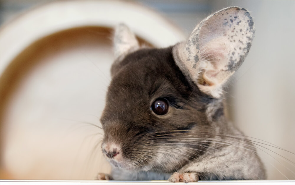 what are chinchillas like as pets